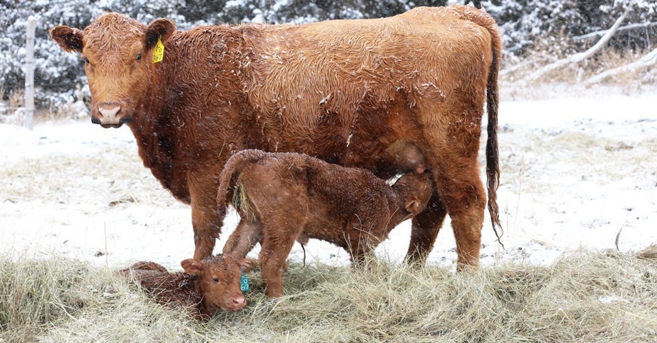 Calculating the annual cost of cows in 2025